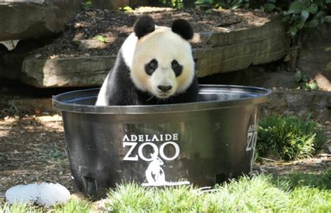 Adelaide Zoo - Australian Panda Home