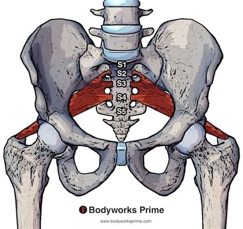 Piriformis Muscle Anatomy - Bodyworks Prime