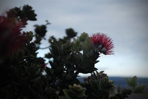 Seeding the future of the ohia tree | University of Hawaiʻi System News