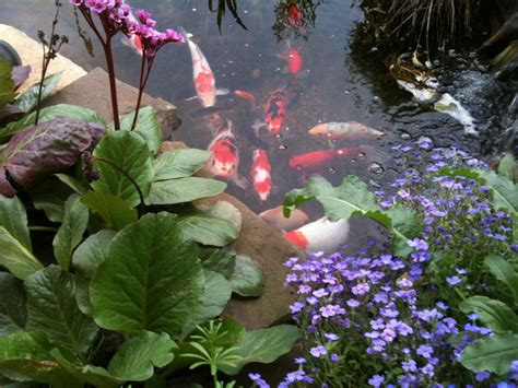 10 Best Koi Pond Plants In 2023 - The Wrench Finder