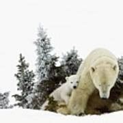 Polar Bears At Wapusk National Park Photograph by Richard Wear - Fine ...