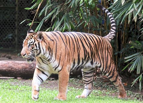 More space as habitat for endangered Malayan tiger | The Star