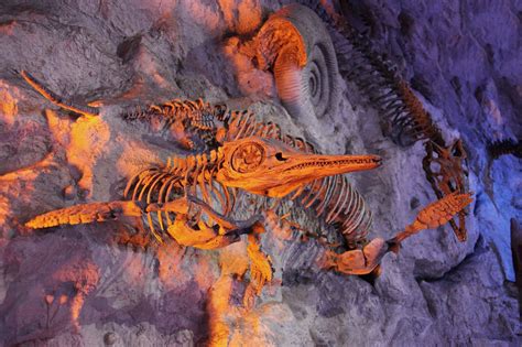 The best places to find fossils in America | Flipboard