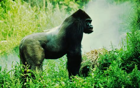 Gorila oriental de llanura (Gorilla beringei graueri)