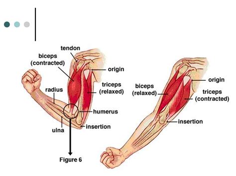 Muscle Weakness Effectively with Ayurveda | Best Ayurveda Hospital in ...