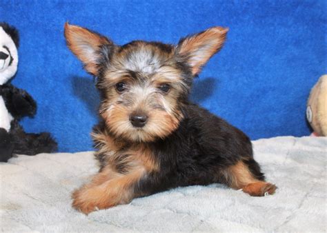 Silky Terrier Puppies For Sale - Long Island Puppies