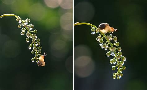 Magical World Of Snails Captured In Macro Photography By Vyacheslav ...