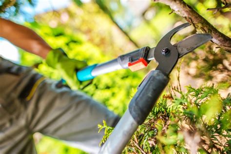 Garden Tree Branches Cut by Cutting Tool. Gardener at Work. | Garden ...