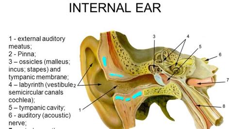 Anatomy Of Human Ear Hammer Anvil And Stirrup