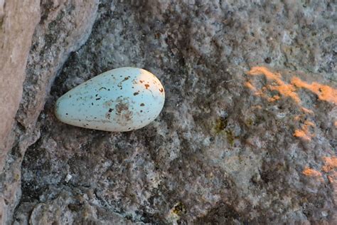 Guillemot Egg | Flickr - Photo Sharing!