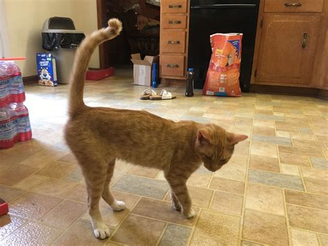 is my cat too skinny? 1 yr old male mostly outside cat. eats fine. | Cats, Male, Animals