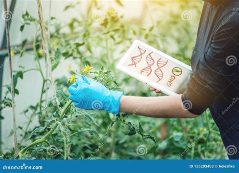 Woman Scientist Genetic Engineer Testing the Plant for the Presence of Genetic Modification. GMO ...