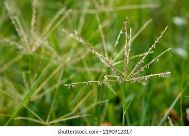 309 Cynodon Dactylon Per Images, Stock Photos & Vectors | Shutterstock