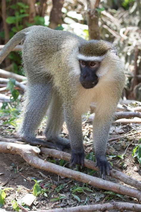 Monkey mating season - what you need to know | North Coast Courier