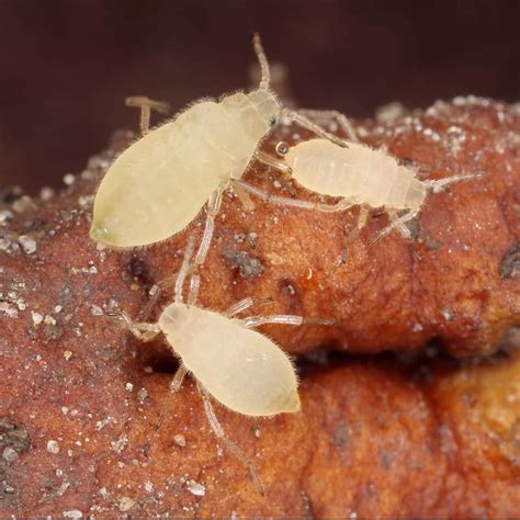 How to Kill Root Aphids Naturally | Trifecta Natural