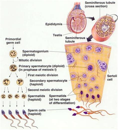 MyBiologyPal: Spermatogenesis & Oogenesis