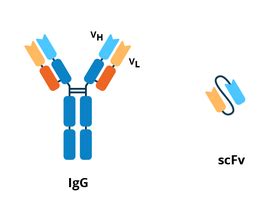 Antibodies 101: Single Chain Fragment Variables (scFvs)