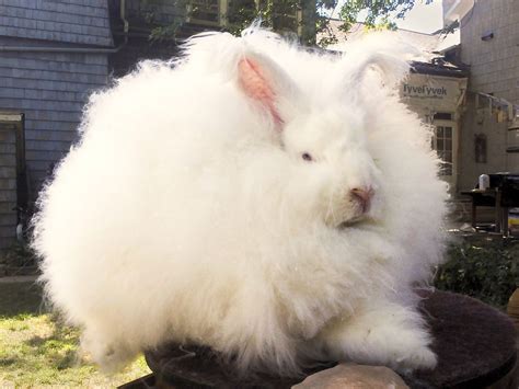 Selling Angora Fiber from Backyard Rabbits