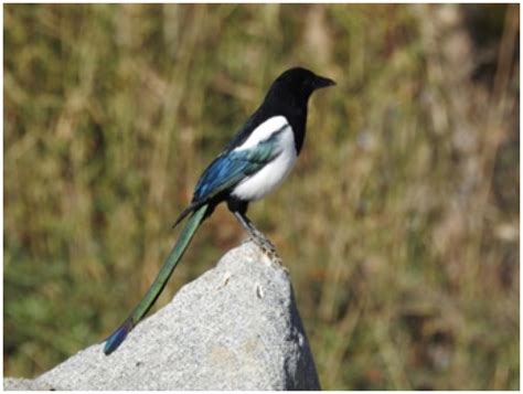 Birds of Ladakh