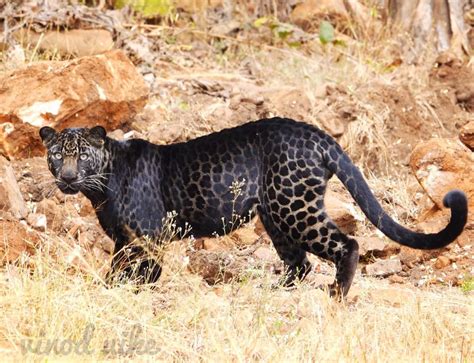 Black Leopards in India I Black Panther