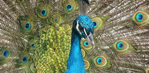 30 Fun & Feathery Facts About Peacocks - The Fact Site