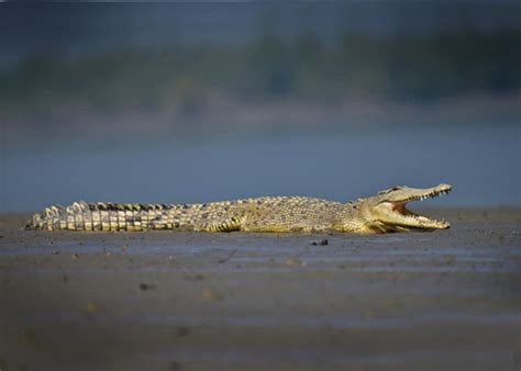 Wildlife tours, Sundarban Tiger safari India, Tiger tours photography