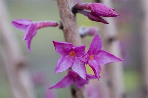 Six of the Best Daphnes to Grow - BBC Gardeners World Magazine