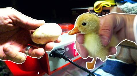 Ssurvivor: Hatching Mallard Duck Eggs In Incubator