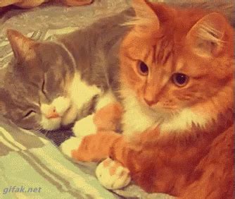 Cat Hugs GIF - Cat Hugs Snuggle - Discover & Share GIFs