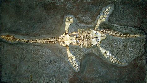 Plesiosaur | Fossil Wiki | FANDOM powered by Wikia