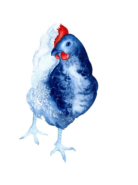 Curiosity the Chicken Art Print A3 Blue and Red Limited Edition Bird Art Watercolor Blues - Etsy