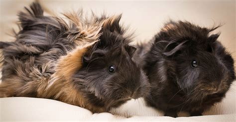 Guinea Pig Breeds