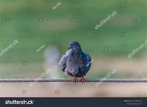 Indian Pigeon Rock Dove Rock Dove Stock Photo 2112595151 | Shutterstock