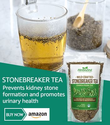 Drinking Stonebreaker Tea Can Benefit People with Kidney Stones