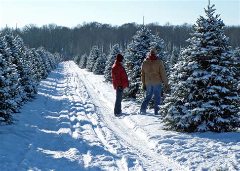 Pennsylvania Christmas Tree Farms: Cut Your Own Tree!