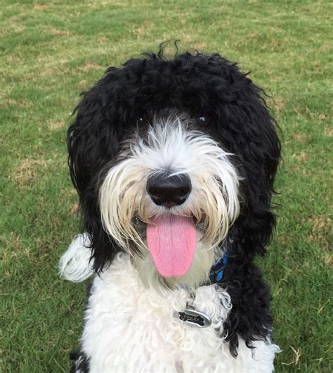 Black and white parti goldendoodle LOVE ️ | White goldendoodle ...