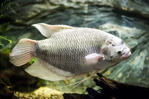 Giant Gourami Fish in Aquarium Stock Photo - Image of wild, saltwater ...