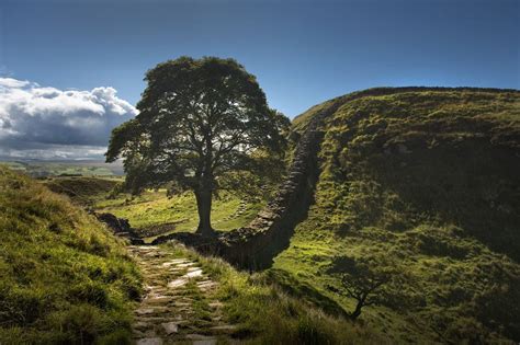 Sycamore Gap, Hadrian's Wall, Milecastle 37 | Sycamore gap, Hadrians wall, Sycamore tree