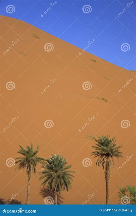 The Sahara Desert stock photo. Image of closeup, sandy - 30431152