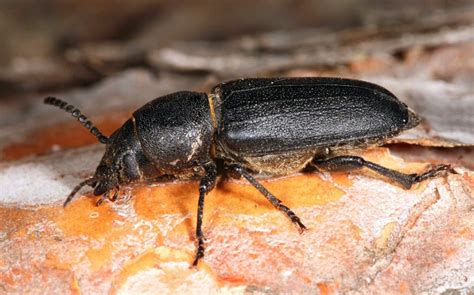 Domestic Sea Trade Aids Wood-Boring Beetles' Range Expansion