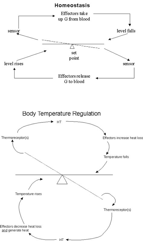 Regulation Of Blood Glucose Concentration