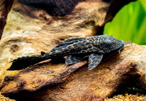 Pleco Lifespan: How Long Do Plecos Live? - Fish Laboratory