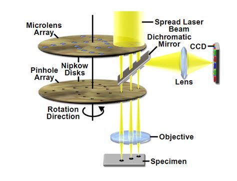 Confocal Techniques - Institute for Molecular Bioscience - University of Queensland