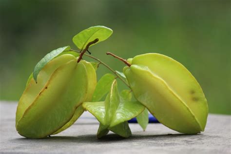 8 Manfaat Daun dan Buah Belimbing Manis bagi Kesehatan