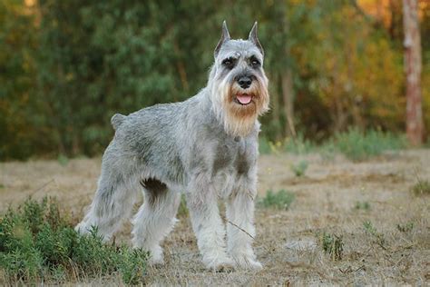 Are Schnauzer Dogs