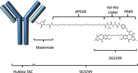 The emerging role of anti‐CD25 directed therapies as both immune ...