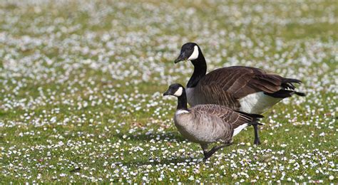 Differences Between Canada Goose and Cackling Goose | Audubon