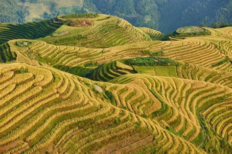 The Top 10 Longji Rice Terraces Tours & Tickets 2023 – Guilin