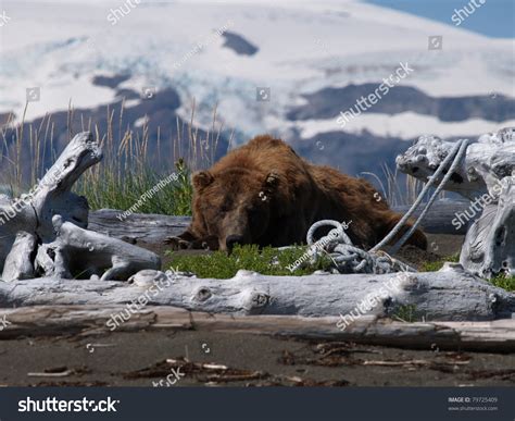 Grizzly Bear Sleeping Stock Photo 79725409 : Shutterstock