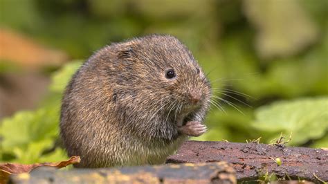 8 Best Ways To Get Rid Of Voles From Your Yard